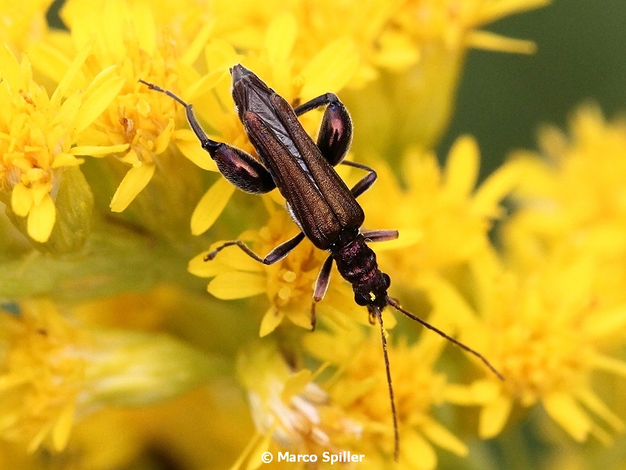 Oedemera nobilis - maschio